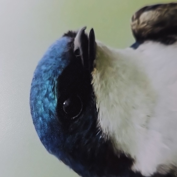 Tree Swallow Blue Bird Oil Painting Print‎ - Picture 5 of 5